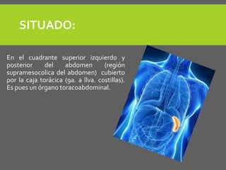SITUADO:
En el cuadrante superior izquierdo y
posterior del abdomen (región
supramesocolica del abdomen) cubierto
por la caja torácica (9a. a llva. costillas).
Es pues un órgano toracoabdominal.
 