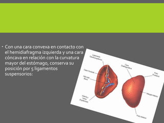  Con una cara convexa en contacto con
el hemidiafragma izquierda y una cara
cóncava en relación con la curvatura
mayor del estómago, conserva su
posición por 5 ligamentos
suspensorios:
 