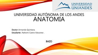 UNIVERSIDAD AUTÓNOMA DE LOS ANDES
ANATOMIA
Doctor: Armando Quintana.
Estudiante : Nahomi Castro Vásconez .
BAZO
 