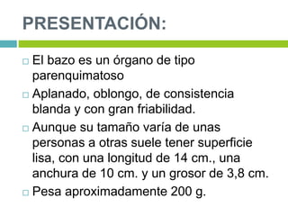 PRESENTACIÓN:
 El bazo es un órgano de tipo
parenquimatoso
 Aplanado, oblongo, de consistencia
blanda y con gran friabilidad.
 Aunque su tamaño varía de unas
personas a otras suele tener superficie
lisa, con una longitud de 14 cm., una
anchura de 10 cm. y un grosor de 3,8 cm.
 Pesa aproximadamente 200 g.
 