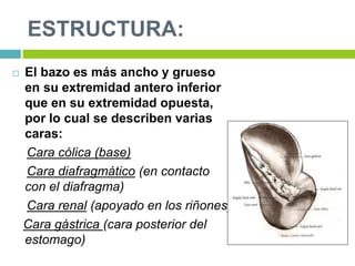 ESTRUCTURA:
 El bazo es más ancho y grueso
en su extremidad antero inferior
que en su extremidad opuesta,
por lo cual se describen varias
caras:
Cara cólica (base)
Cara diafragmático (en contacto
con el diafragma)
Cara renal (apoyado en los riñones)
Cara gástrica (cara posterior del
estomago)
 