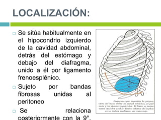 LOCALIZACIÓN:
 Se sitúa habitualmente en
el hipocondrio izquierdo
de la cavidad abdominal,
detrás del estómago y
debajo del diafragma,
unido a él por ligamento
frenoesplénico.
 Sujeto por bandas
fibrosas unidas al
peritoneo
 Se relaciona
 