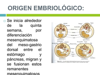 ORIGEN EMBRIOLÓGICO:
 Se inicia alrededor
de la quinta
semana, por
diferenciación
mesenquimatosa
del meso-gastrio
dorsal entre el
estómago y
páncreas, migran y
se fusionan estos
remanentes
 