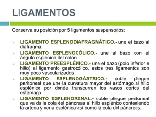 LIGAMENTOS
Conserva su posición por 5 ligamentos suspensorios:
 LIGAMENTO ESPLENODIAFRAGMÁTICO.- une el bazo al
diafragma;
 LIGAMENTO ESPLENOCÓLICO.- une al bazo con el
ángulo esplénico del colon
 LIGAMENTO PREESPLÉNICO.- une el bazo (polo inferior e
hilio) al ligamento gastrocólico, estos tres ligamentos son
muy poco vascularizados
 LIGAMENTO ESPLENOGÁSTRICO.- doble pliegue
peritoneal que une la curvatura mayor del estómago al hilio
esplénico por donde transcurren los vasos cortos del
estómago
 LIGAMENTO ESPLENORENAL.- doble pliegue peritoneal
que va de la cola del páncreas al hilio esplénico conteniendo
la arteria y vena esplénica así como la cola del páncreas.
 