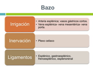 Bazo
• Arteria esplénica; vasos gástricos cortos.
• Vena esplénica- vena mesentérica- vena
porta.
• Plexo celiaco
• Esplénico, gastroesplénico,
frenoesplénico, esplenorenal
 