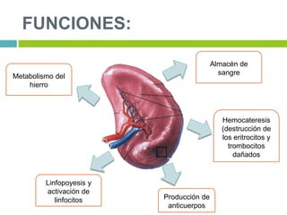 FUNCIONES:
Almacén de
sangre
Hemocateresis
(destrucción de
los eritrocitos y
trombocitos
dañados
Producción de
anticuerpos
Linfopoyesis y
activación de
linfocitos
Metabolismo del
hierro
 