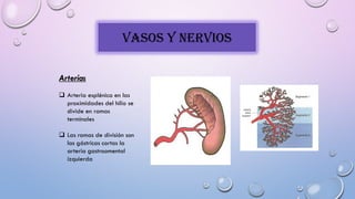VASOS Y NERVIOS
Arterias
 Arteria esplénica en las
proximidades del hilio se
divide en ramas
terminales
 Las ramas de división son
las gástricas cortas la
arteria gastroomental
izquierda
 