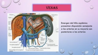 Emergen del hilio esplénico
presentan disposición semejante
a las arterias en su mayoría son
posteriores a las arterias
VENAS
 