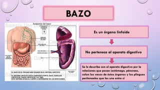BAZO
Es un órgano linfoide
No pertenece al aparato digestivo
Se le describe con el aparato digestivo por la
relaciones que posee (estómago, páncreas,
colon los vasos de éstos órganos y los pliegues
peritoneales que les une entre si
 