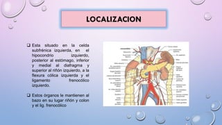 LOCALIZACION
 Esta situado en la celda
subfrénica izquierda, en el
hipocondrio izquierdo,
posterior al estómago, inferior
y medial al diafragma y
superior al riñón izquierdo, a la
flexura cólica izquierda y el
ligamento frenocólico
izquierdo.
 Estos órganos le mantienen al
bazo en su lugar riñón y colon
y el lig. frenocólico
 