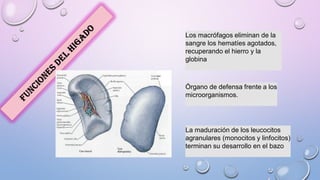 Los macrófagos eliminan de la
sangre los hematíes agotados,
recuperando el hierro y la
globina
Órgano de defensa frente a los
microorganismos.
La maduración de los leucocitos
agranulares (monocitos y linfocitos)
terminan su desarrollo en el bazo
 