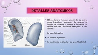 DETALLES ANATOMICOS
• El bazo tiene la forma de un poliedro de cuatro
caras irregulares alargadas de superior a
inferior de posterior a anterior y de medial a
lateral con una inclinación semejante a las
costillas
• La superficie es lisa
• Su color es rojo oscuro
• Su consistencia es blanda y de gran friabilidad.
 