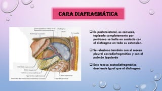 Cara diafragmática
 Es posterolateral, es convexa,
tapizada completamente por
peritoneo se halla en contacto con
el diafragma en toda su extensión.
 Se relaciona también con el receso
pleural costodiafragmático y con el
pulmón izquierdo
 Este receso costodiafragmático
desciende igual que el diafragma.
 