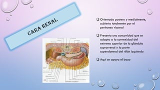  Orientada postero y medialmente,
cubierta totalmente por el
peritoneo visceral
 Presenta una concavidad que se
adapta a la convexidad del
extremo superior de la glándula
suprarrenal y la parte
superolateral del riñón izquierdo
 Aquí se apoya el bazo
 