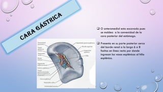  O anteromedial esta excavada pues
se moldea a la convexidad de la
cara posterior del estómago.
 Presenta en su parte posterior cerca
del borde renal a lo largo 6 a 8
fositas en línea recta por donde
ingresan los vasos esplénicos al hilio
esplénico.
 