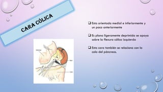  Esta orientada medial e inferiormente y
un poco anteriormente
 Es plana ligeramente deprimida se apoya
sobre la flexura cólica izquierda
 Esta cara también se relaciona con la
cola del páncreas.
 