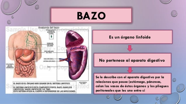 Bazo