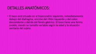 DETALLES ANATÓMICOS:
• El bazo está situado en el hipocondrio izquierdo, inmediatamente
debajo del diafragma, encima del riñón izquierdo y del colon
descendente y detrás del fondo gástrico. El bazo tiene una forma
ovoide, siendo su tamaño variable según la edad y la situación
sanitaria del sujeto.
 