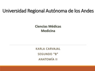 Universidad Regional Autónoma de los Andes
KARLA CARVAJAL
SEGUNDO “B”
ANATOMÍA II
Ciencias Médicas
Medicina
 