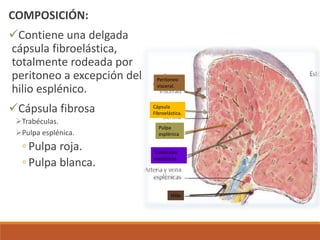 COMPOSICIÓN:
Contiene una delgada
cápsula fibroelástica,
totalmente rodeada por
peritoneo a excepción del
hilio esplénico.
Cápsula fibrosa
Trabéculas.
Pulpa esplénica.
◦ Pulpa roja.
◦ Pulpa blanca.
Cápsula
Fibroelástica.
Hilio
Pulpa
esplénica
Trabéculas
esplénicas
Peritoneo
visceral.
 