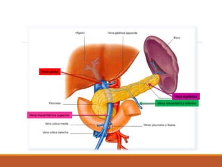 Vena esplénica
Vena mesentérica inferior
Vena mesentérica superior
Vena porta
 