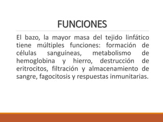FUNCIONES
El bazo, la mayor masa del tejido linfático
tiene múltiples funciones: formación de
células sanguíneas, metabolismo de
hemoglobina y hierro, destrucción de
eritrocitos, filtración y almacenamiento de
sangre, fagocitosis y respuestas inmunitarias.
 