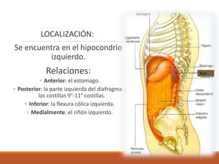 LOCALIZACIÓN:
Se encuentra en el hipocondrio
izquierdo.
Relaciones:
◦ Anterior: el estomago.
◦ Posterior: la parte izquierda del diafragma y
las costillas 9°-11° costillas.
◦ Inferior: la flexura cólica izquierda.
◦ Medialmente: el riñón izquierdo.
Bazo
 