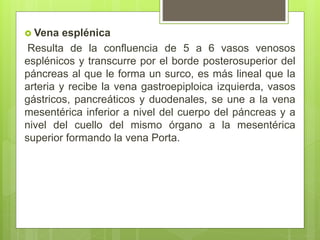  Vena esplénica
Resulta de la confluencia de 5 a 6 vasos venosos
esplénicos y transcurre por el borde posterosuperior del
páncreas al que le forma un surco, es más lineal que la
arteria y recibe la vena gastroepiploica izquierda, vasos
gástricos, pancreáticos y duodenales, se une a la vena
mesentérica inferior a nivel del cuerpo del páncreas y a
nivel del cuello del mismo órgano a la mesentérica
superior formando la vena Porta.
 