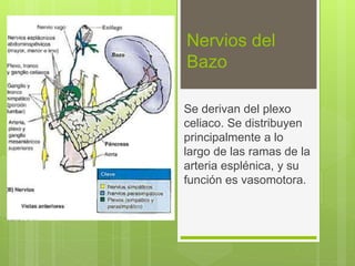 Nervios del
Bazo
Se derivan del plexo
celiaco. Se distribuyen
principalmente a lo
largo de las ramas de la
arteria esplénica, y su
función es vasomotora.
 
