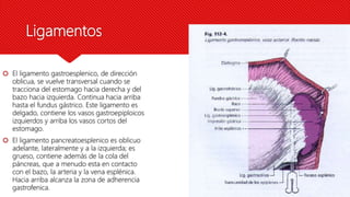 Ligamentos
 El ligamento gastroesplenico, de dirección
oblicua, se vuelve transversal cuando se
tracciona del estomago hacia derecha y del
bazo hacia izquierda. Continua hacia arriba
hasta el fundus gástrico. Este ligamento es
delgado, contiene los vasos gastroepiploicos
izquierdos y arriba los vasos cortos del
estomago.
 El ligamento pancreatoesplenico es oblicuo
adelante, lateralmente y a la izquierda; es
grueso, contiene además de la cola del
páncreas, que a menudo esta en contacto
con el bazo, la arteria y la vena esplénica.
Hacia arriba alcanza la zona de adherencia
gastrofenica.
 