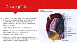 Celda esplénica
 Es el espacio ocupado por el bazo que queda vacío
después de su extirpación. Es la parte lateral de la
cavidad abdominal; un divertículo subfrenico
izquierdo de forma cóncava abajo y medialmente. La
celda esta cerrada:
• Arriba, atrás y lateralmente por el diafragma.
• Abajo, por el mesocolon transverso, la flexura cólica
izquierda y el ligamento frenocolico izq.
• Atrás por la celda renal izquierda.
• Medialmente por los ligamentos gastroesplenicos y
pancreatoesplenicos con sus prolongaciones: superior,
frenoesplenico e inferior, esplenocolico.
 