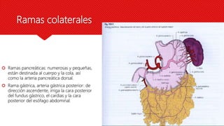 Ramas colaterales
 Ramas pancreáticas: numerosas y pequeñas,
están destinada al cuerpo y la cola, así
como la arteria pancreática dorsal.
 Rama gástrica, arteria gástrica posterior: de
dirección ascendente, irriga la cara posterior
del fundus gástrico, el cardias y la cara
posterior del esófago abdominal.
 