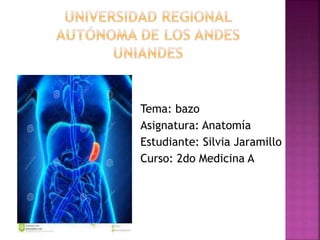 Tema: bazo
Asignatura: Anatomía
Estudiante: Silvia Jaramillo
Curso: 2do Medicina A
 