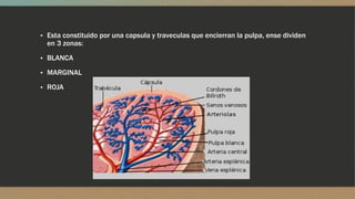 ▪ Esta constituido por una capsula y traveculas que encierran la pulpa, ense dividen
en 3 zonas:
▪ BLANCA
▪ MARGINAL
▪ ROJA
 