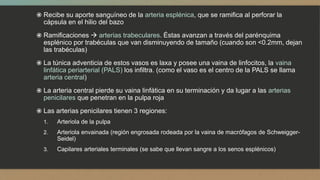  Recibe su aporte sanguíneo de la arteria esplénica, que se ramifica al perforar la
cápsula en el hilio del bazo
 Ramificaciones  arterias trabeculares. Éstas avanzan a través del parénquima
esplénico por trabéculas que van disminuyendo de tamaño (cuando son <0.2mm, dejan
las trabéculas)
 La túnica adventicia de estos vasos es laxa y posee una vaina de linfocitos, la vaina
linfática periarterial (PALS) los infiltra. (como el vaso es el centro de la PALS se llama
arteria central)
 La arteria central pierde su vaina linfática en su terminación y da lugar a las arterias
penicilares que penetran en la pulpa roja
 Las arterias penicilares tienen 3 regiones:
1. Arteriola de la pulpa
2. Arteriola envainada (región engrosada rodeada por la vaina de macrófagos de Schweigger-
Seidel)
3. Capilares arteriales terminales (se sabe que llevan sangre a los senos esplénicos)
 