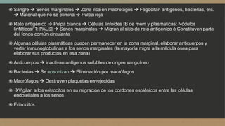  Sangre  Senos marginales  Zona rica en macrófagos  Fagocitan antígenos, bacterias, etc.
 Material que no se elimina  Pulpa roja
 Reto antigénico  Pulpa blanca  Células linfoides [B de mem y plasmáticas: Nódulos
linfáticos/ T: PALS]  Senos marginales  Migran al sitio de reto antigénico ó Constituyen parte
del fondo común circulante
 Algunas células plasmáticas pueden permanecer en la zona marginal, elaborar anticuerpos y
verter inmunoglobulinas a los senos marginales (la mayoría migra a la médula ósea para
elaborar sus productos en esa zona)
 Anticuerpos  inactivan antígenos solubles de origen sanguíneo
 Bacterias  Se opsonizan  Eliminación por macrófagos
 Macrófagos  Destruyen plaquetas envejecidas
 Vigilan a los eritrocitos en su migración de los cordones esplénicos entre las células
endoteliales a los senos
 Eritrocitos
 