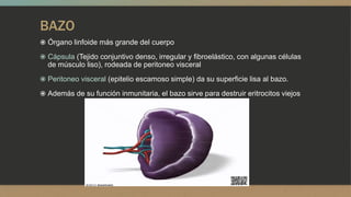 BAZO
 Órgano linfoide más grande del cuerpo
 Cápsula (Tejido conjuntivo denso, irregular y fibroelástico, con algunas células
de músculo liso), rodeada de peritoneo visceral
 Peritoneo visceral (epitelio escamoso simple) da su superficie lisa al bazo.
 Además de su función inmunitaria, el bazo sirve para destruir eritrocitos viejos
 