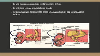 ▪ Es una masa encapsulada de tejido vascular y linfoide
▪ Es el órgano retículo endotelial mas grande
▪ SE ORIGINA EN EL MESODERMO COMO UNA INVAGINACION DEL MESOGASTRIO
DORSAL
 