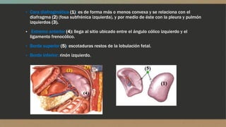 ▪ Cara diafragmática (1): es de forma más o menos convexa y se relaciona con el
diafragma (2) (fosa subfrénica izquierda), y por medio de éste con la pleura y pulmón
izquierdos (3).
▪ Extremo anterior (4): llega al sitio ubicado entre el ángulo cólico izquierdo y el
ligamento frenocólico.
▪ Borde superior (5): escotaduras restos de la lobulación fetal.
▪ Borde inferior: rinón izquierdo.
 