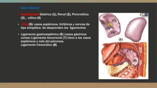 ▪ Cara visceral:
▪ Impresiones: Gástrica (1), Renal (2), Pancreática
(3) , cólica (4)
▪ Hilio (5): vasos esplénicos, linfáticos y nervios de
tipo simpático. Se desprenden los ligamentos:
▪ Ligamento gastroesplénico (6) (vasos gástricos
cortos) Ligamento lienorrenal (7) tiene a los vasos
esplénicos y cola del páncreas.
Ligamento frenocólico (8)
 