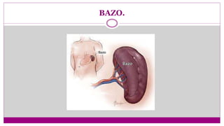 Bazo (2) | PPTX