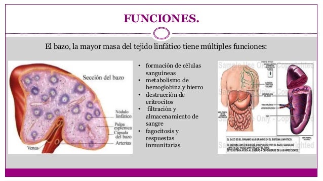 FUNCIONES DEL BAZO EBOOK FUNCIONES DEL BAZO EBOOK