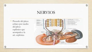 NERVIOS
• Procede del plexo
celiaco por medio
del plexo
esplénico que
acompaña a la
art. esplénica
 