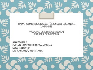 UNIVERSIDAD REGIONAL AUTÓNOMA DE LOS ANDES
“UNIANDES”
FACULTAD DE CIENCIAS MEDICAS
CARRERA DE MEDICINA
ANATOMIA II
EVELYN LISSETH HERRERA MEDINA
SEGUNDDO “B”
DR. ARMANDO QUINTANA
 