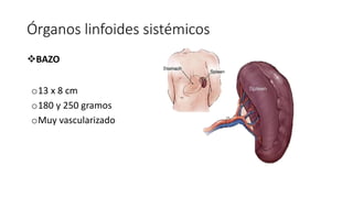 Órganos linfoides sistémicos
BAZO
o13 x 8 cm
o180 y 250 gramos
oMuy vascularizado
 