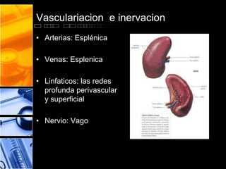 Vasculariacion e inervacion
• Arterias: Esplénica
• Venas: Esplenica
• Linfaticos: las redes
profunda perivascular
y superficial
• Nervio: Vago
 