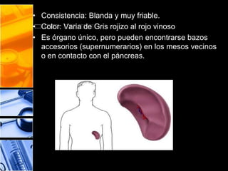 • Consistencia: Blanda y muy friable.
• Color: Varia de Gris rojizo al rojo vinoso
• Es órgano único, pero pueden encontrarse bazos
accesorios (supernumerarios) en los mesos vecinos
o en contacto con el páncreas.
 