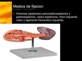 Medios de fijacion
• Omentos (epiplones) pancreaticoesplanico y
gastroesplenico, vasos esplenicos, rinon izquierdo,
colon y ligamento frenocolico izquierdo.
 