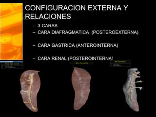 CONFIGURACION EXTERNA Y
RELACIONES
– 3 CARAS
– CARA DIAFRAGMATICA (POSTEROEXTERNA)
– CARA GASTRICA (ANTEROINTERNA)
– CARA RENAL (POSTEROINTERNA)
 