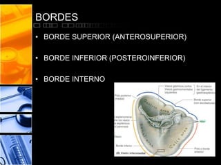 BORDES
• BORDE SUPERIOR (ANTEROSUPERIOR)
• BORDE INFERIOR (POSTEROINFERIOR)
• BORDE INTERNO
 